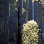 Headwaters Forest Reserve