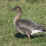 Pink-footed Goose, juvenile