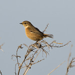 f stonechat