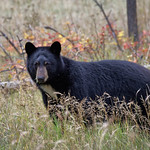 BlackBearJasper_Sept15_869