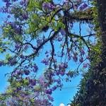 jacarand&aacute; in explore