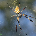 Golden silk orb-weaver (Nephila)