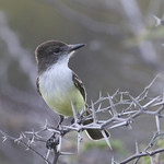 Stolid Flycatcher