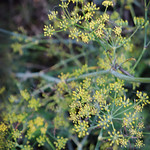 Fennel
