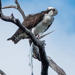 Osprey with Needle Fish
