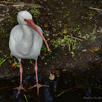 On the Lookout for breakfast