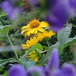 Yellow between purple -