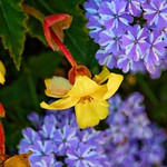 Toronto Ontario - Canada - Allan Gardens Conservatory - Toronto Tropical Garden - Cluster of Beautiful Flowers