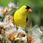 Male American Goldfinch (Spinus tristis) - Reifel (Ladner, BC)