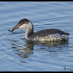 Horned Grebe at Riverlands Migratory Bird Sanctuary - No. 1