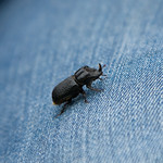 Rhinoceros Beetle