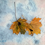 Falling Leaves and Early Snow