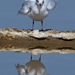 Mediterranean Gull (Larus melanocephalus)