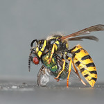 Common Wasp decapitating Green Bottle fly.
