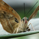 Face to face with a clipper