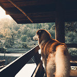 My dog and My village