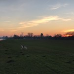 #walk# #dog #sunset #winter