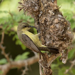 Beautiful Sunbird - Cinnyris pulchellus