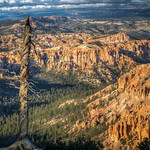 Looking out over Bryce Canyon
