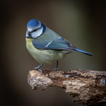 A Blue Tit .........