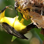 Olive Backed Sunbird 161018 (12) (F)