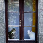 Windows and cats