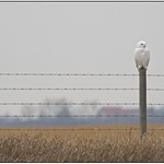 Fermata, Snowy style