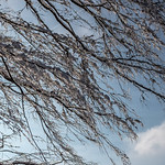 like diamonds in the sky.......