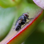 Yay! It's Fly Day! - HFDF!