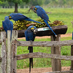 Hyacinth Macaw - Arara-azul-grande
