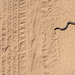 Fleeting Moments - Southern Hognose Snake