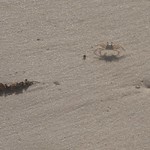 The Illusive Ghost Crab