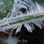 Frost