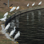 #13 - Unlucky for Some !