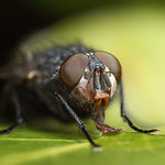 Bluebottle fly #2