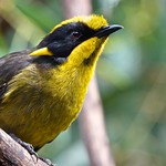 Helmeted Honeyeater