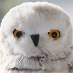 snowy owl