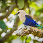 Blue-bellied Roller - Blauwbuikscharrelaar, (Coracias cyanogaster), The Gambia
