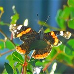 Winter Sun = Butterfly