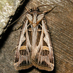 dingy cutworm moth (Feltia jaculifera)