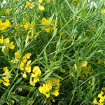 Meadow Vetchling