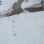 Melting Winter - Critter Tracks