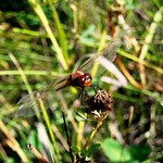Ruby Meadowhawk Dragonfly