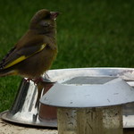 A thirsty Greenfinch