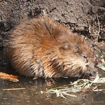 Common Muskrat