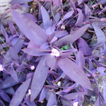 Tradescantia pallida 'purpurea' / Purple queen (English)