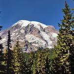 A View of Mount Rainier Through the Trees (Mount Rainier National Park)