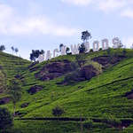 Mackwoods Labookellie Tea Centre