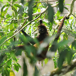 Spider Monkey, Osa Peninsula