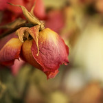 2010_05_05_0610lesson 7 Roset-1